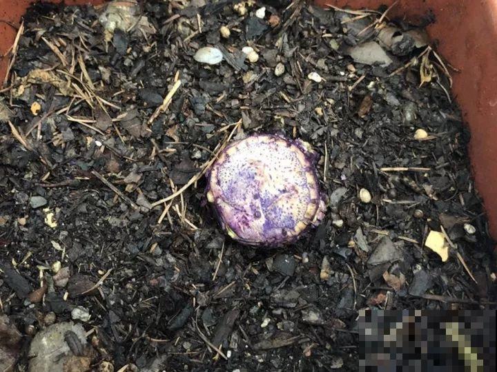 30年的君子兰,长出粗壮大老桩,砍还是不砍? 30年的君子兰,长出粗壮大老桩,砍还是不砍?