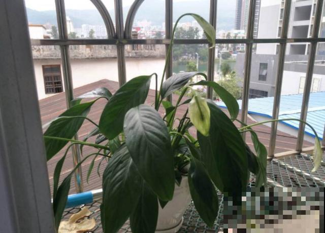 6种耐阴花,夏天最怕晒,躲屋里长得好! 6种耐阴花,夏天最怕晒,躲屋里长得好!