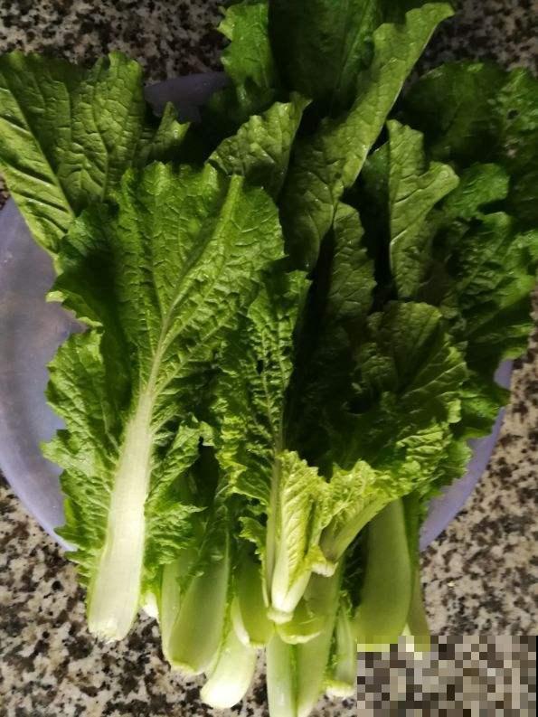 现在种点小白菜，幼嫩鲜美吃不停，一周就窜出一大堆！