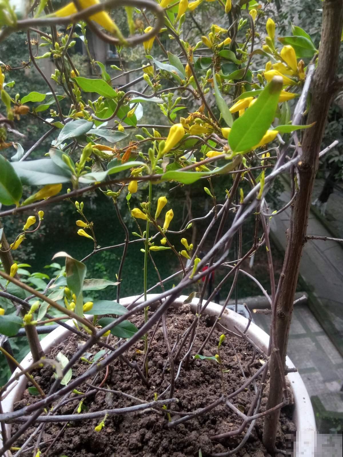 名字吓人叫做断肠草,听起来害怕,其实有神奇作用! 名字吓人叫做断肠草,听起来害怕,其实有神奇作用!