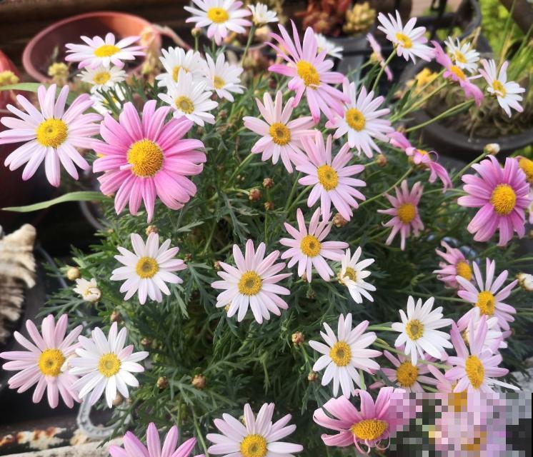 家里的花草总是养不活，这几点要注意，养好不是问题！