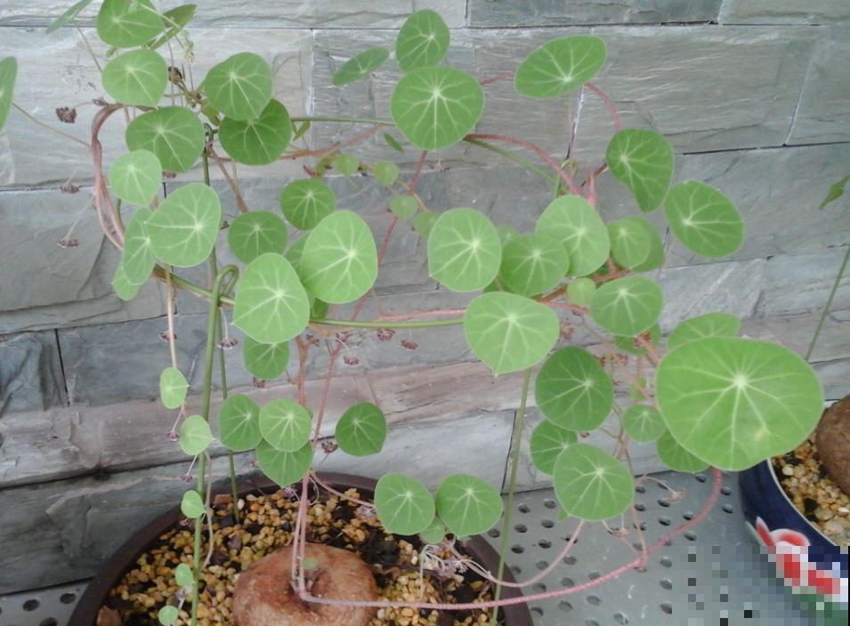 这花名叫山乌龟，叶子圆圆能聚财，种盆里比绿萝好看多了！