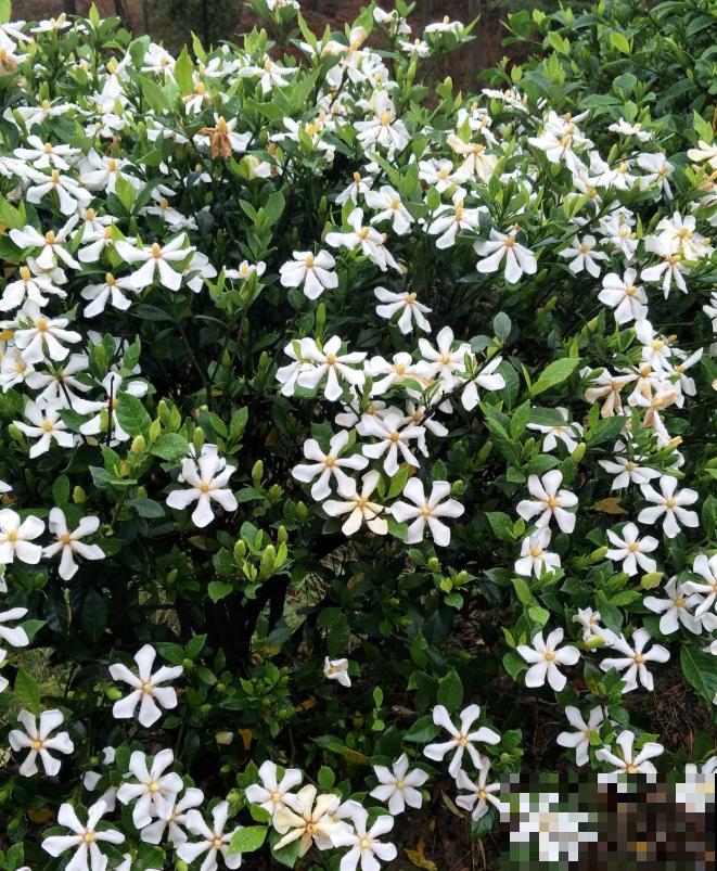 栀子花开满院香,让人思念远方的故人! 栀子花开满院香,让人思念远方的故人!