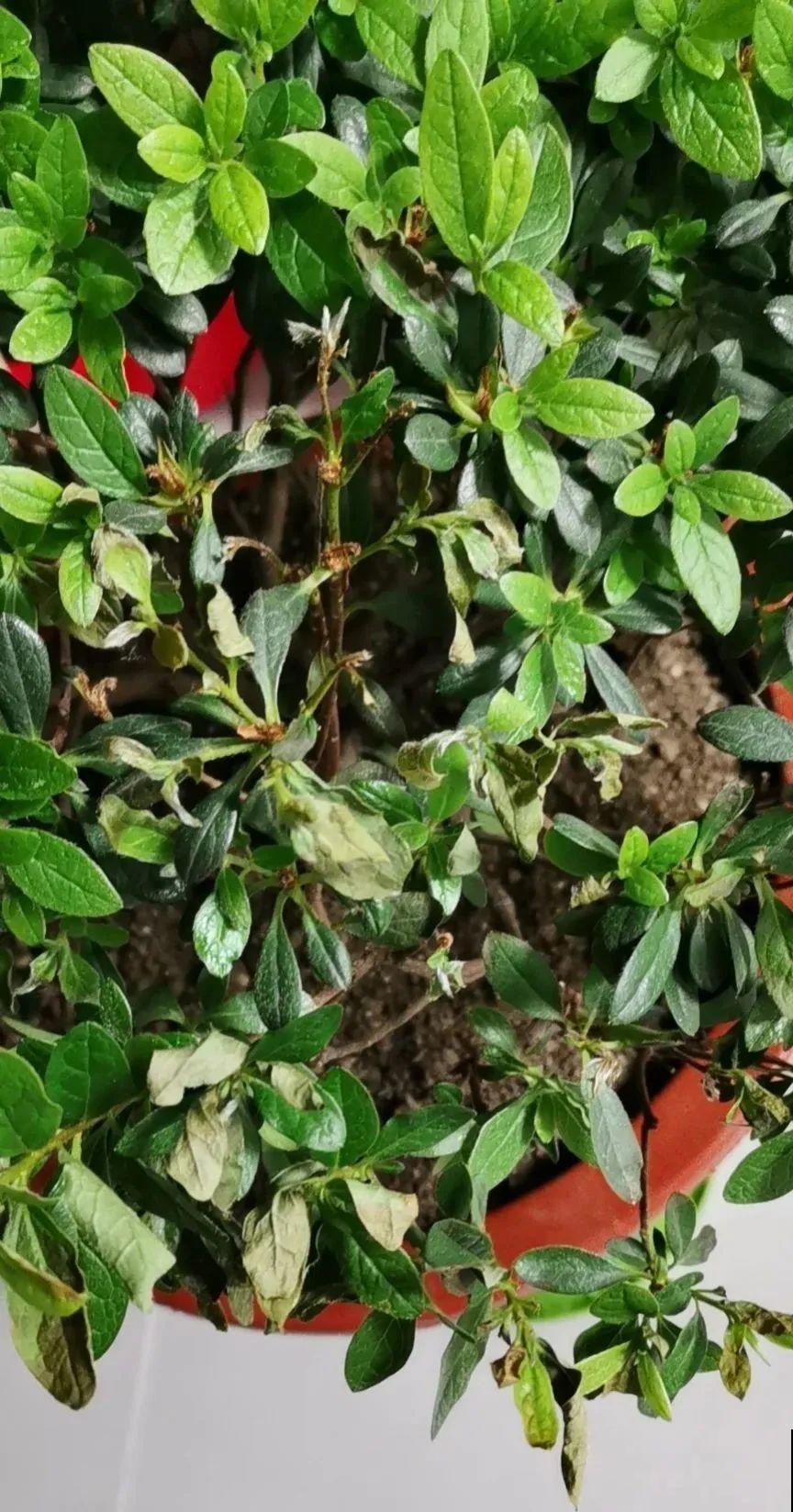 夏天花卉叶子哗哗掉,赶紧遮阴,不然掉成光杆司令 夏天花卉叶子哗哗掉,赶紧遮阴,不然掉成光杆司令