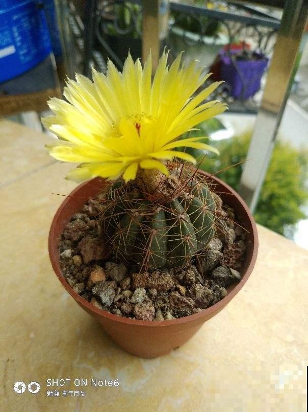 夏天养仙人球,记住两少一多,大花蹭蹭开 夏天养仙人球,记住两少一多,大花蹭蹭开