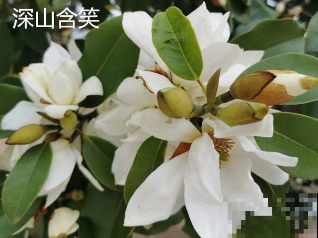 活的“香水花”，开一朵，家里香气飘飘！