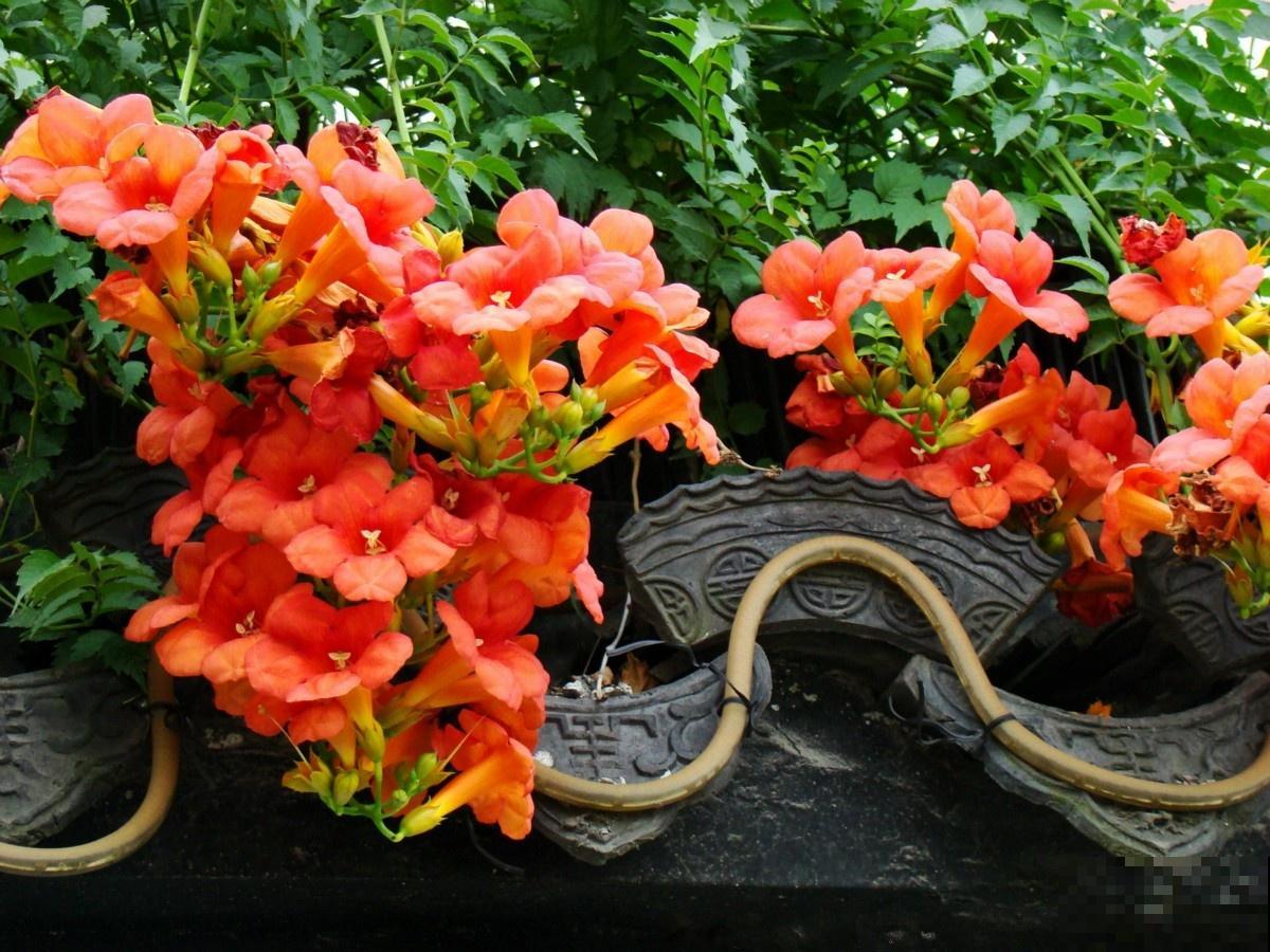 6种“红色”花,一开一大片,疯长起来拦不住! 6种“红色”花,一开一大片,疯长起来拦不住!