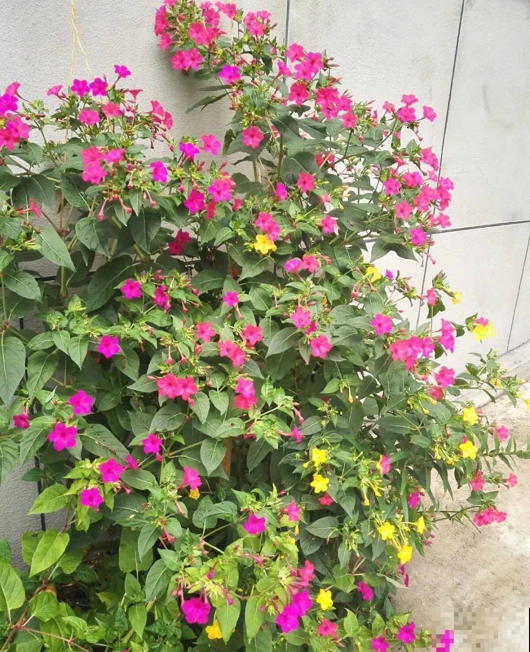 农村院子没人管的花，一长一大片，天热美翻了！