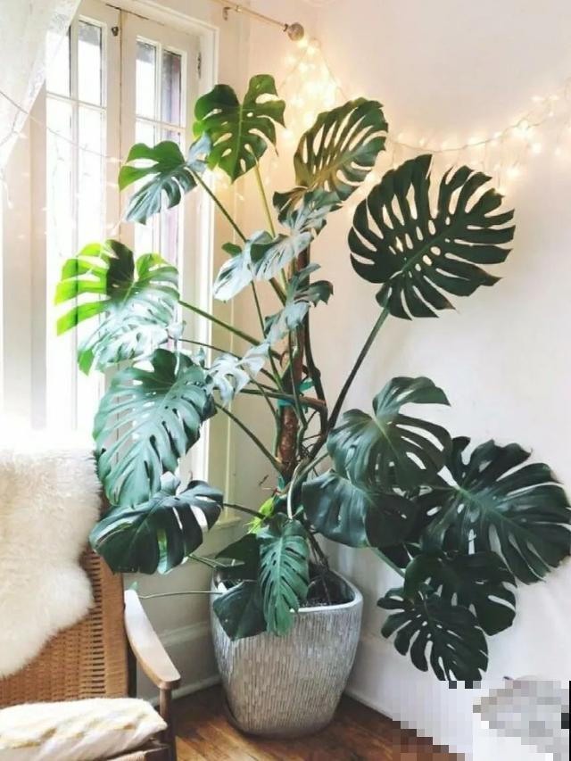 地栽的花就是强大，屋外疯长一院子，屋内孱弱不开花