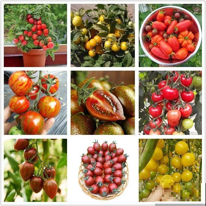 院子里种棵果树，结果又大又多，清凉又解渴