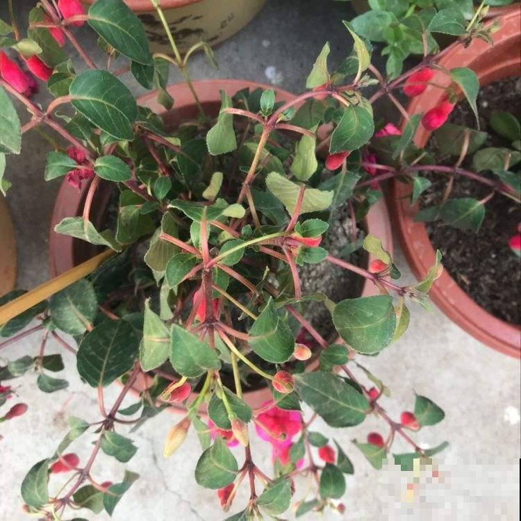夏天这些花要休眠，不注意正确保护，明年一朵也不开！