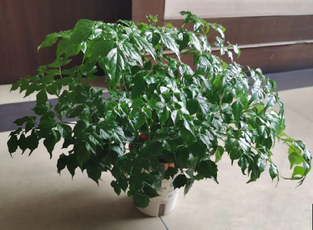 12种花,天越热越长得快,记得多浇水! 12种花,天越热越长得快,记得多浇水!
