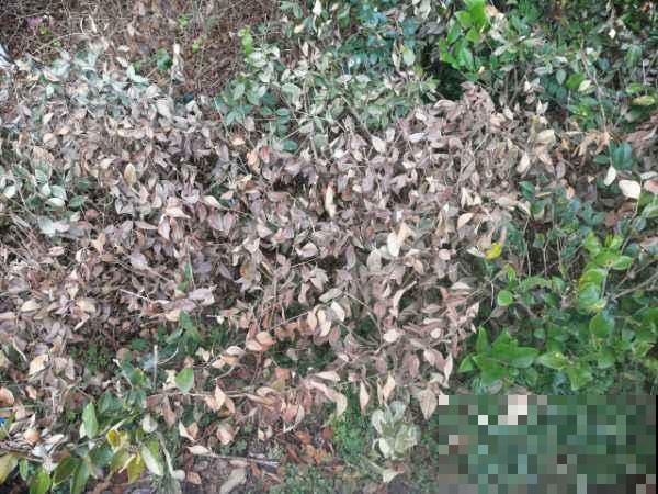 3种绿化常用花,这么眼熟你却不认识? 3种绿化常用花,这么眼熟你却不认识?