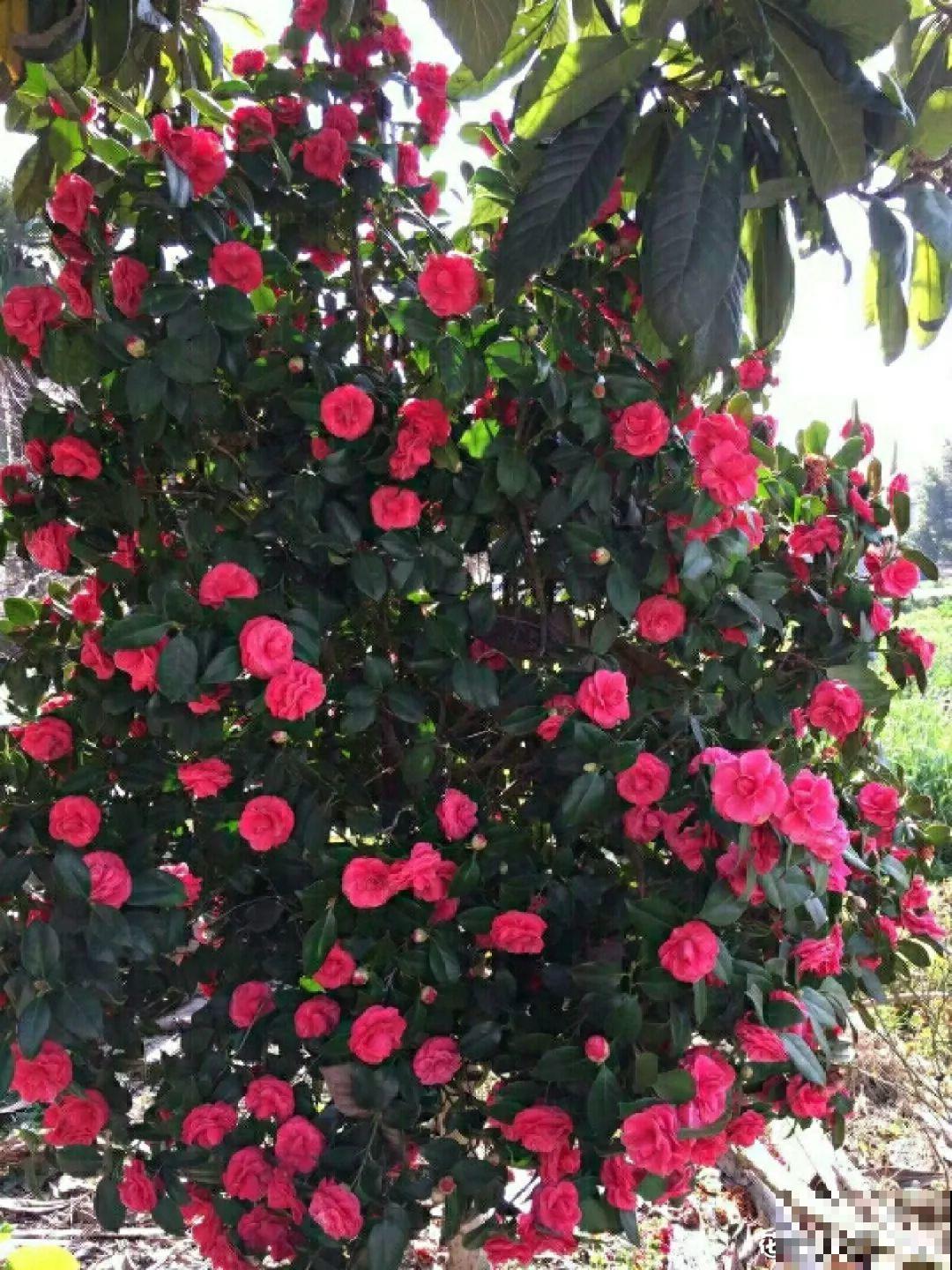 门口养棵大花树,风吹就开花,20年变成传家宝! 门口养棵大花树,风吹就开花,20年变成传家宝!