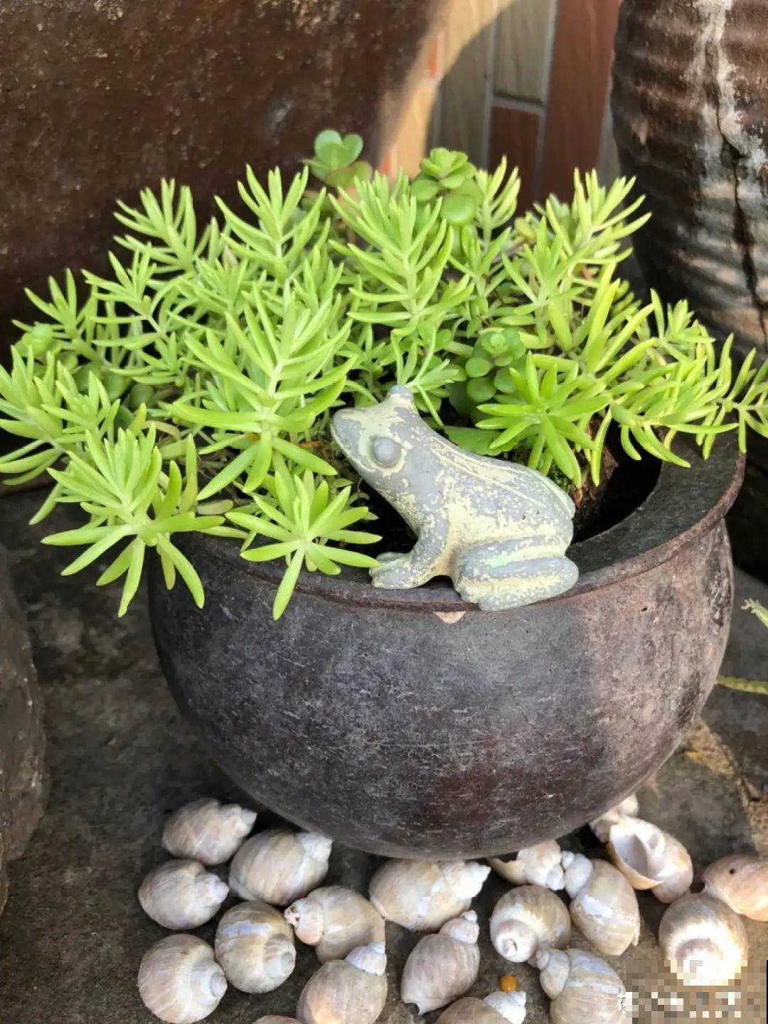 爷爷的破茶壶，全被我拿来养花，省下大笔花盆钱！
