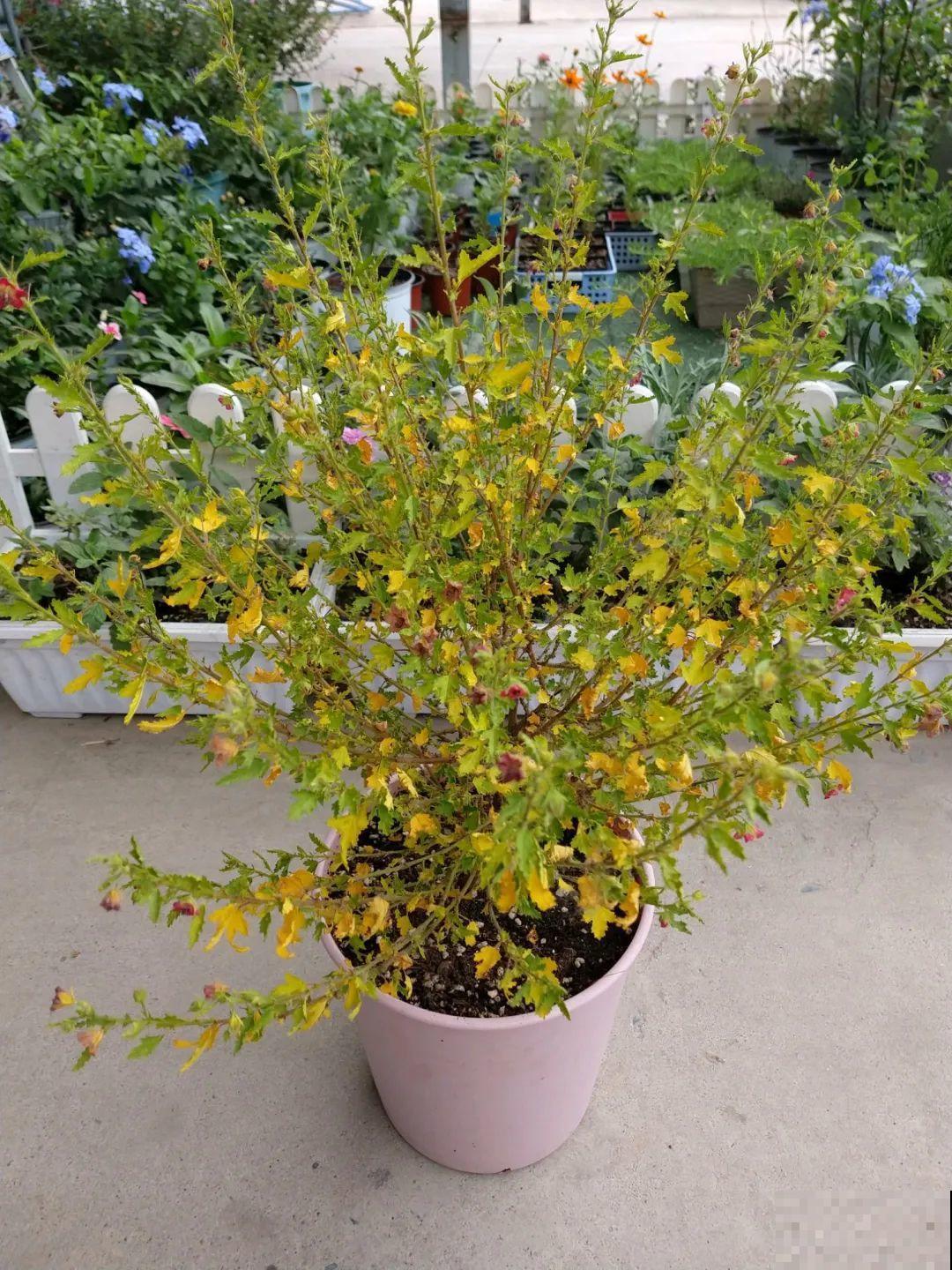 夏天花卉叶子哗哗掉,赶紧遮阴,不然掉成光杆司令 夏天花卉叶子哗哗掉,赶紧遮阴,不然掉成光杆司令