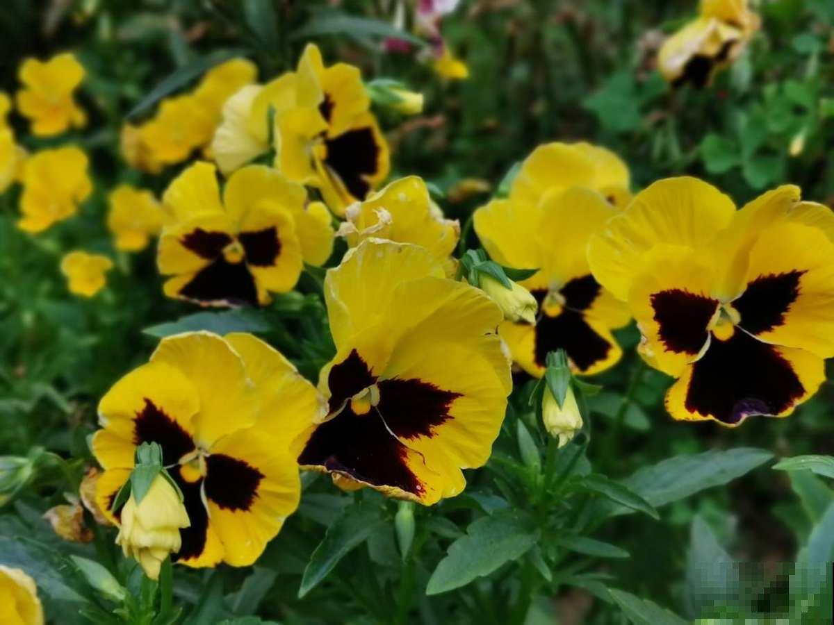 3种花开花就像小蝴蝶,好养皮实,种上一片美翻了 3种花开花就像小蝴蝶,好养皮实,种上一片美翻了