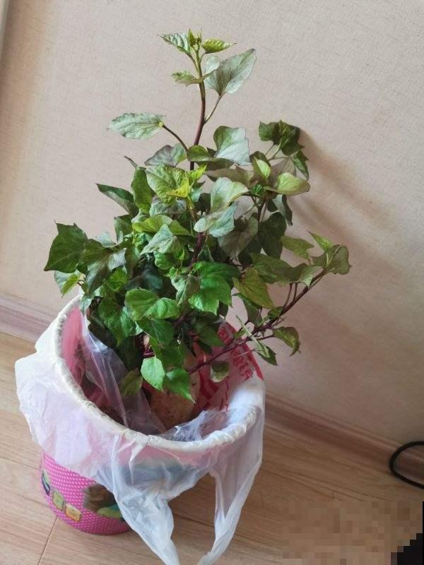 养花人见到路边4种东西，两眼放光，捡回家就是养花宝贝