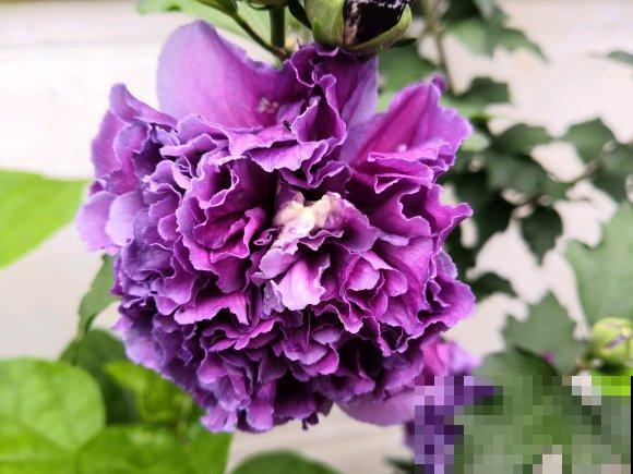 路边的木槿花开了,老人摘了一大筐,上锅蒸比肉还香! 路边的木槿花开了,老人摘了一大筐,上锅蒸比肉还香!