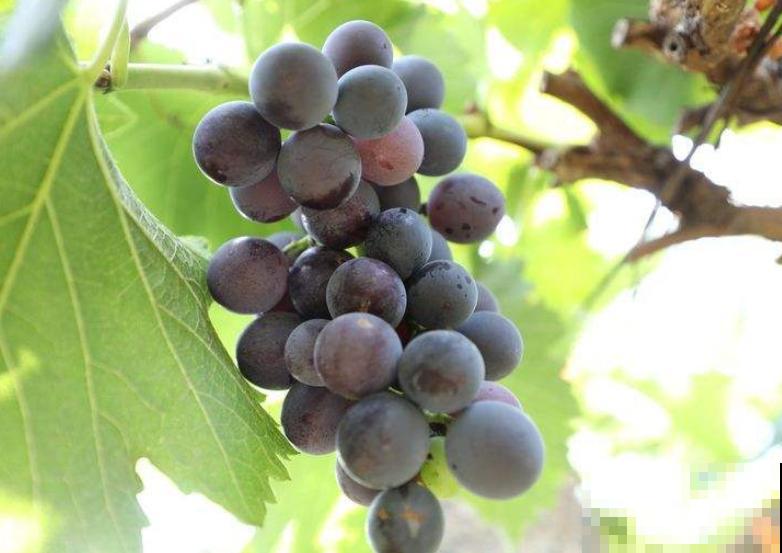 16个植物冷知识,第一次听说,太神奇了! 16个植物冷知识,第一次听说,太神奇了!