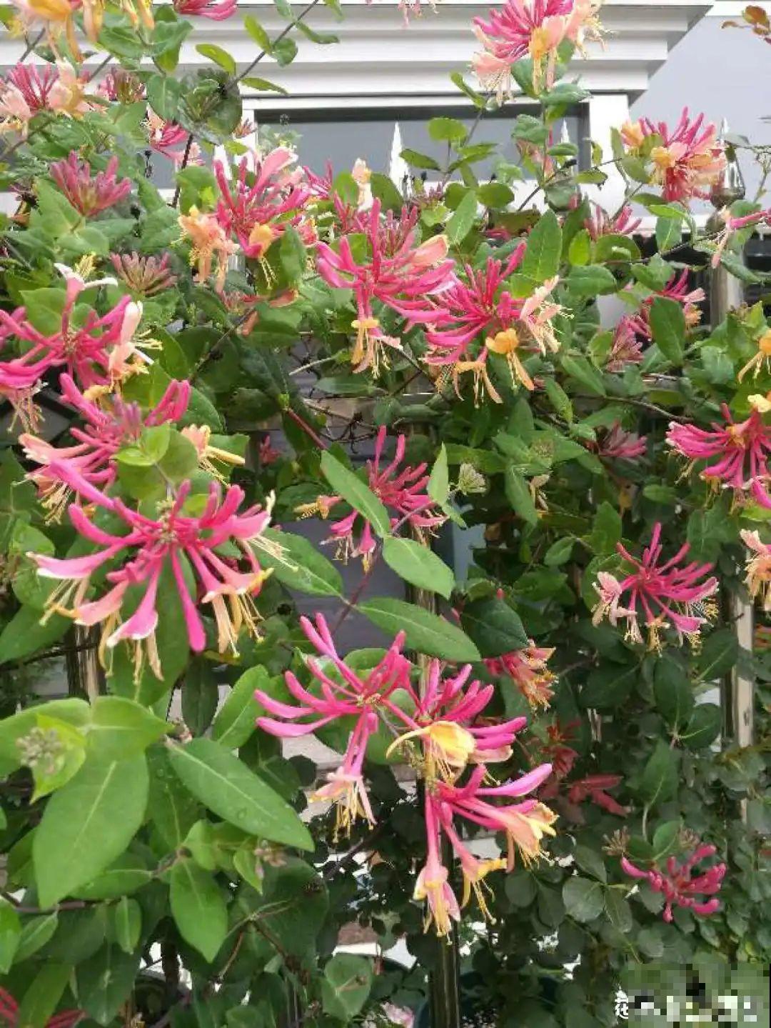 路边养6种花,香味能传3里地,香掉你的鼻子! 路边养6种花,香味能传3里地,香掉你的鼻子!