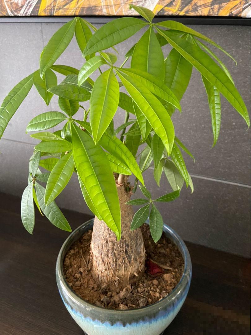 3种招财树,掰个枝条插水里,半个月长出大白根 3种招财树,掰个枝条插水里,半个月长出大白根