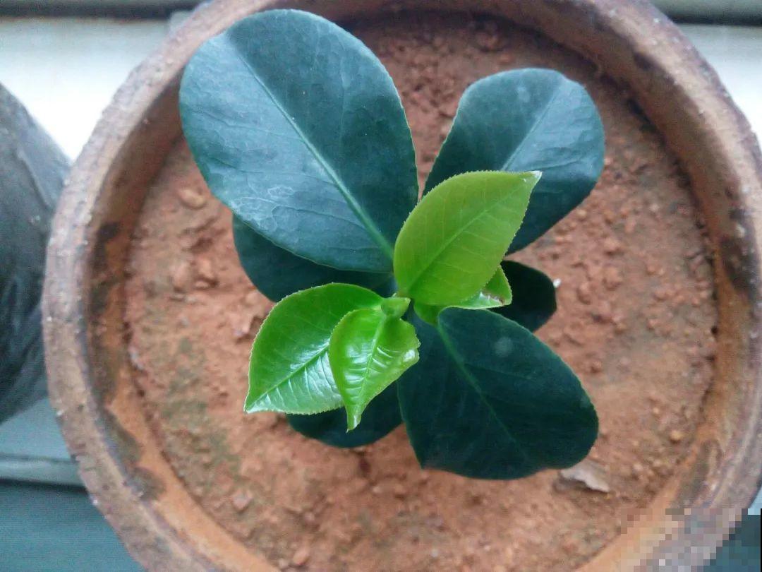 3种花，下雨天扦插，生根快、不黑杆！