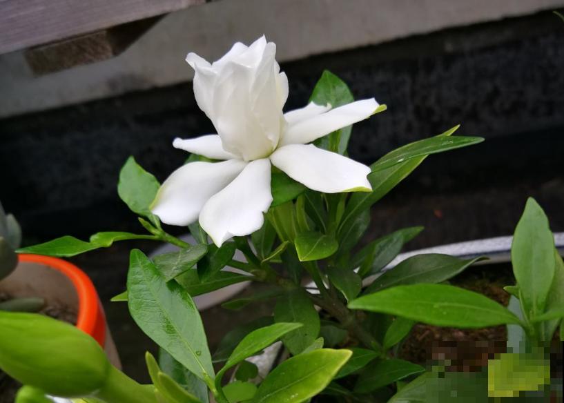 栀子花买回来，不用换盆土，一招就能解决黄叶！