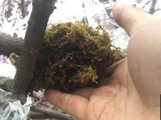 这花不用扦插，枝条往下一拉，1盆变20盆！