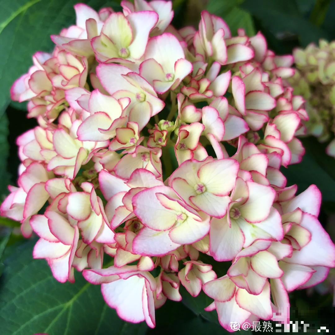 夏天到了，这10种花不能晒，否则干枯黄叶死翘翘