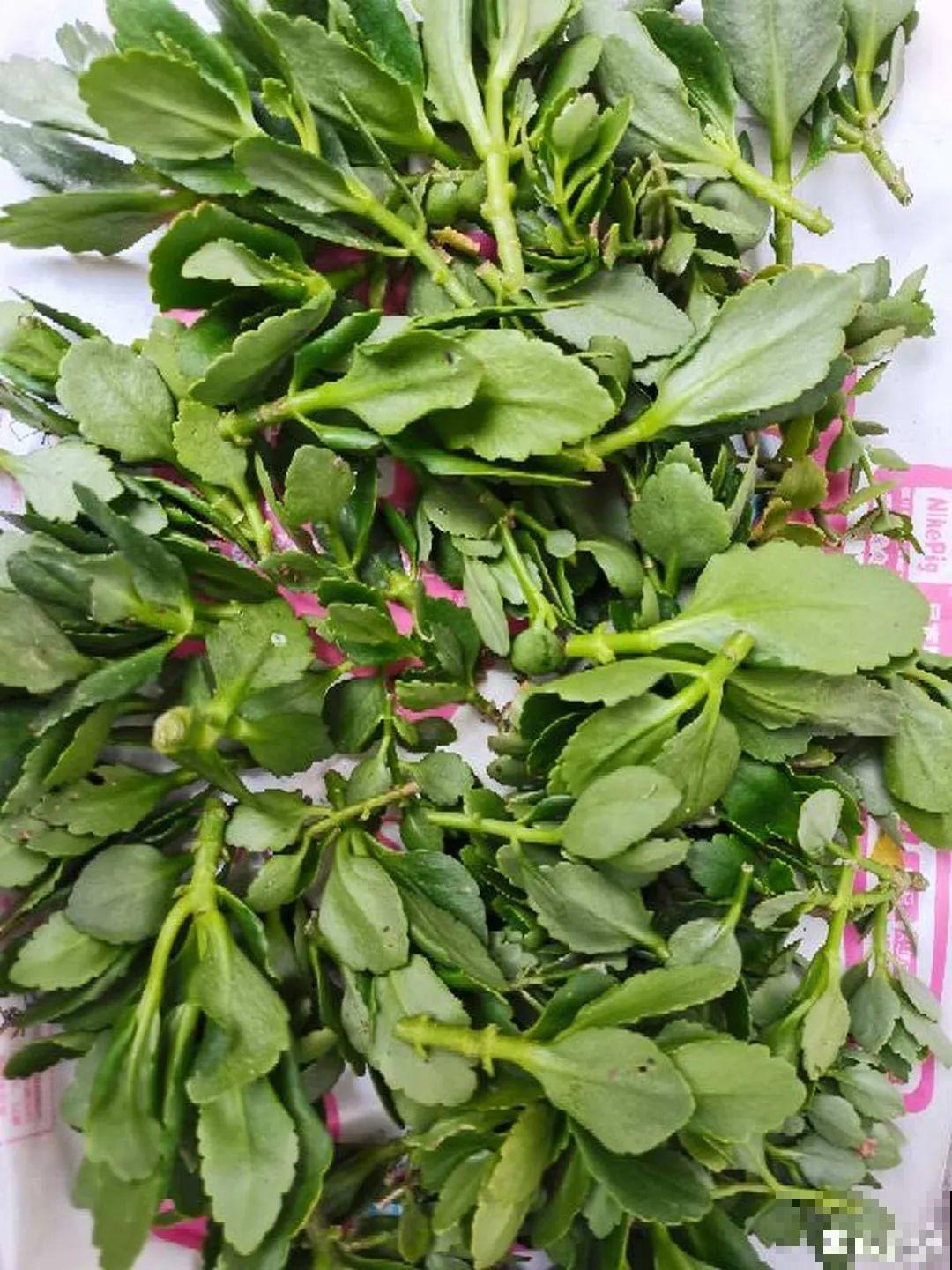 花一变这样，就是休眠了，赶紧换个地方养！