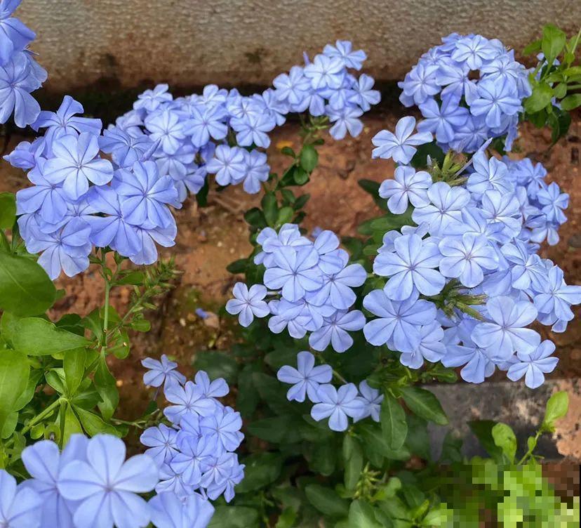 绣球马上剪，下个月就晚了，错过明年不开花