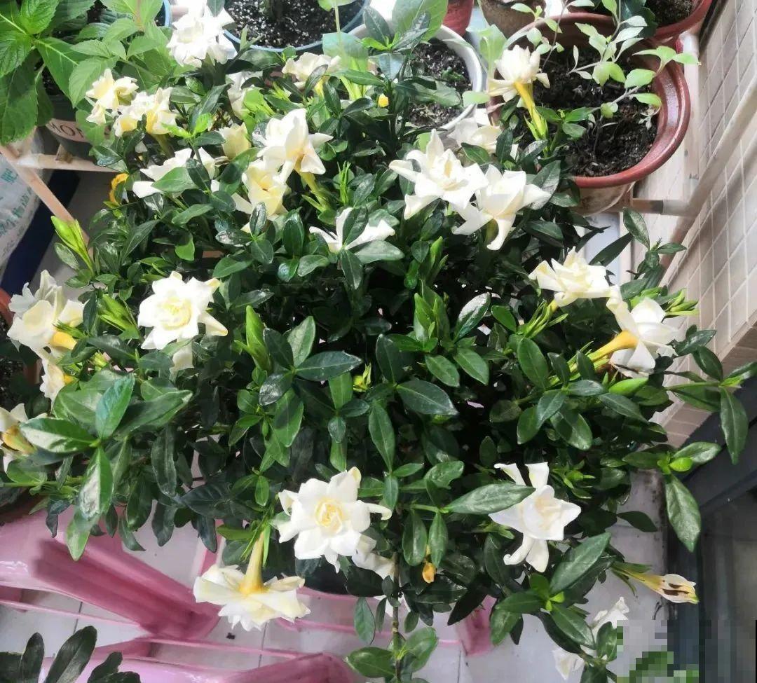 栀子花太难养？记住：少折腾，不黄叶，保证年年开花！