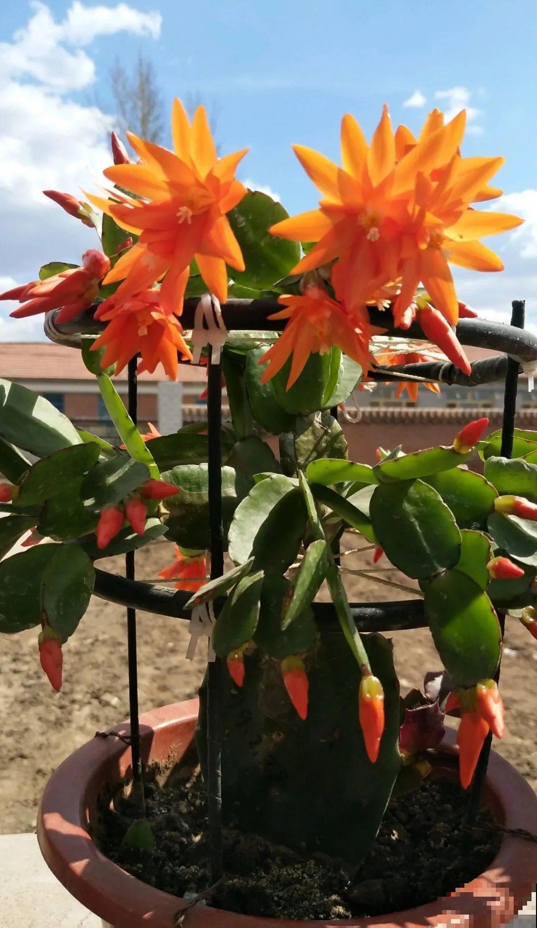 1种花，名叫假昙花，开花上百朵，美翻了