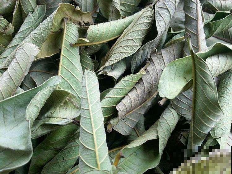 石榴繁茂生长期,打顶嫩叶不要扔,锅里一炒就变养生茶! 石榴繁茂生长期,打顶嫩叶不要扔,锅里一炒就变养生茶!