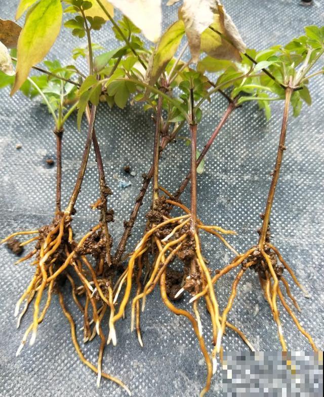 天热扦插3种花,成活率很高,2周就冒大白根! 天热扦插3种花,成活率很高,2周就冒大白根!