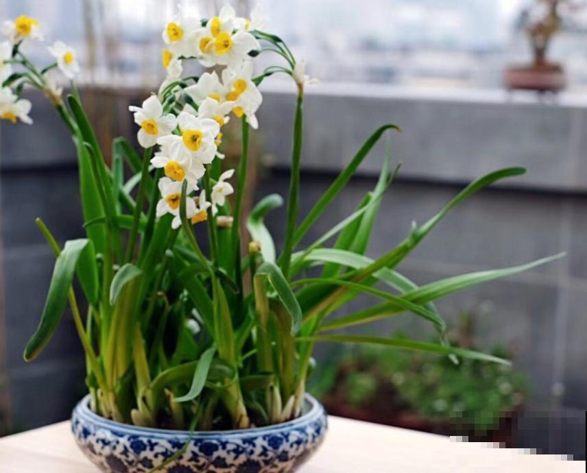 二十四节气,24种花,送给大家一起欣赏! 二十四节气,24种花,送给大家一起欣赏!