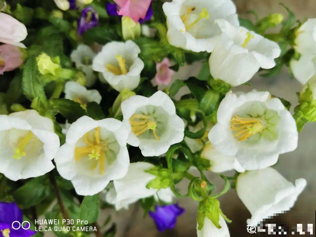 12种花，适合夹缝里养，不占地儿、开花最多！