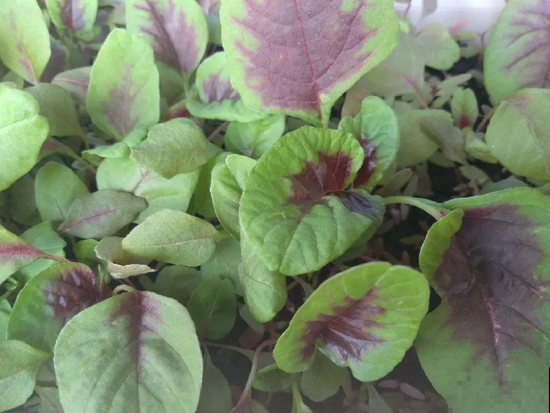 花盆里种点菜,割一茬长一茬,买菜不花钱 花盆里种点菜,割一茬长一茬,买菜不花钱