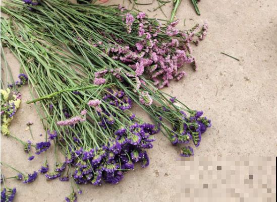 这些花对睡眠有好处，晒干后装枕头里，一觉睡到大天亮！