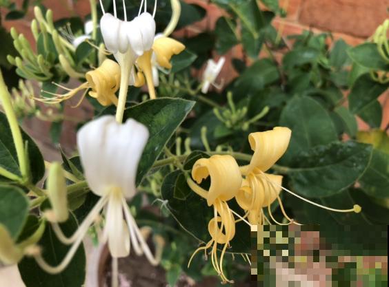 老中医都爱养的5种花，花朵泡茶特养身，越喝越健康！