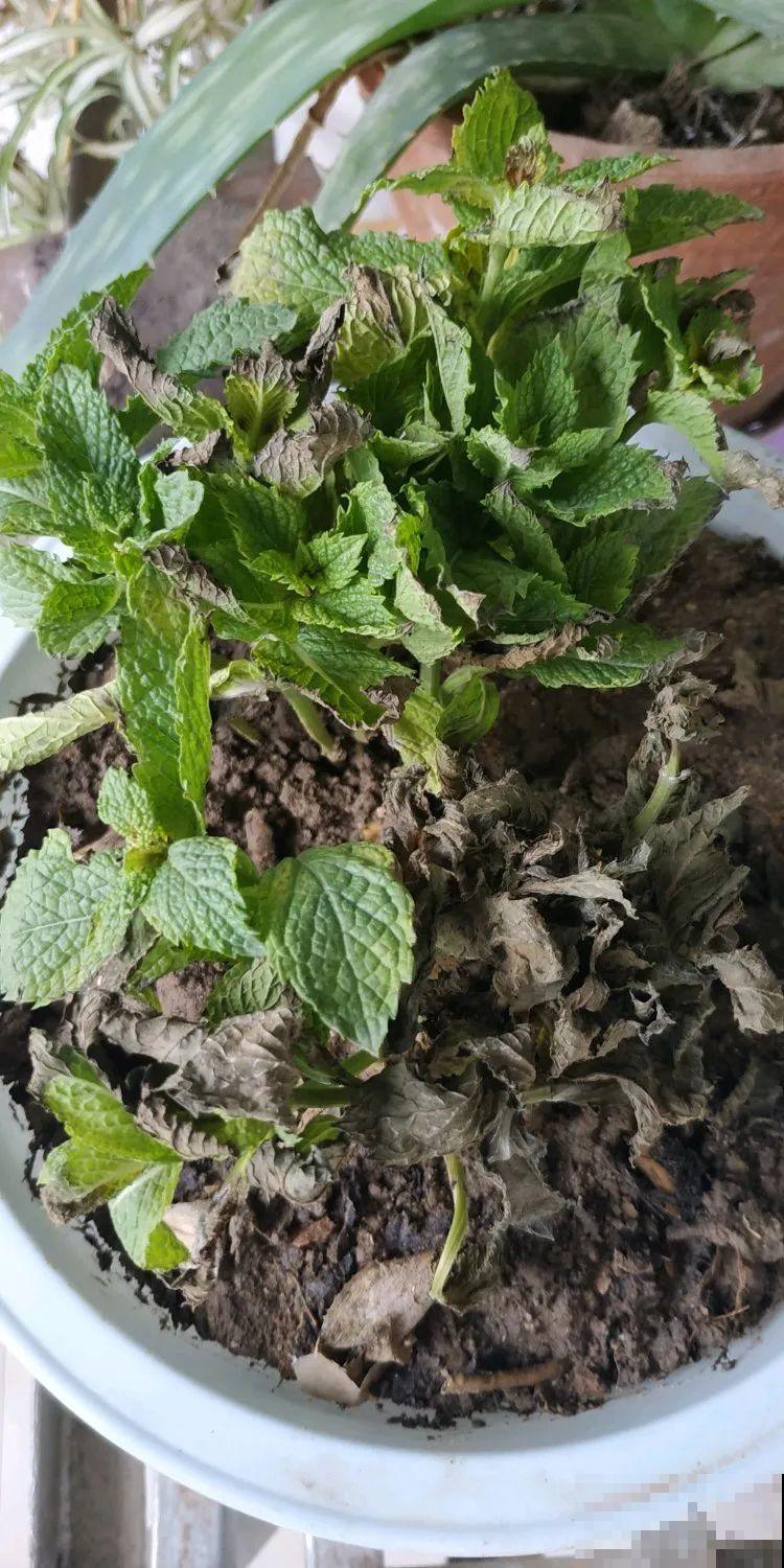 夏天花卉叶子哗哗掉,赶紧遮阴,不然掉成光杆司令 夏天花卉叶子哗哗掉,赶紧遮阴,不然掉成光杆司令