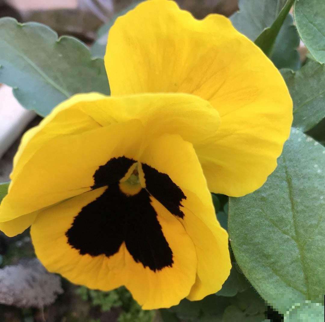 3种花开花就像小蝴蝶,好养皮实,种上一片美翻了 3种花开花就像小蝴蝶,好养皮实,种上一片美翻了