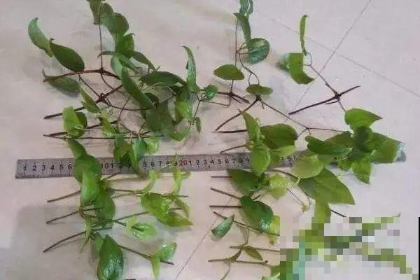 10种花,现在赶紧扦插,随便插土里就能活 10种花,现在赶紧扦插,随便插土里就能活