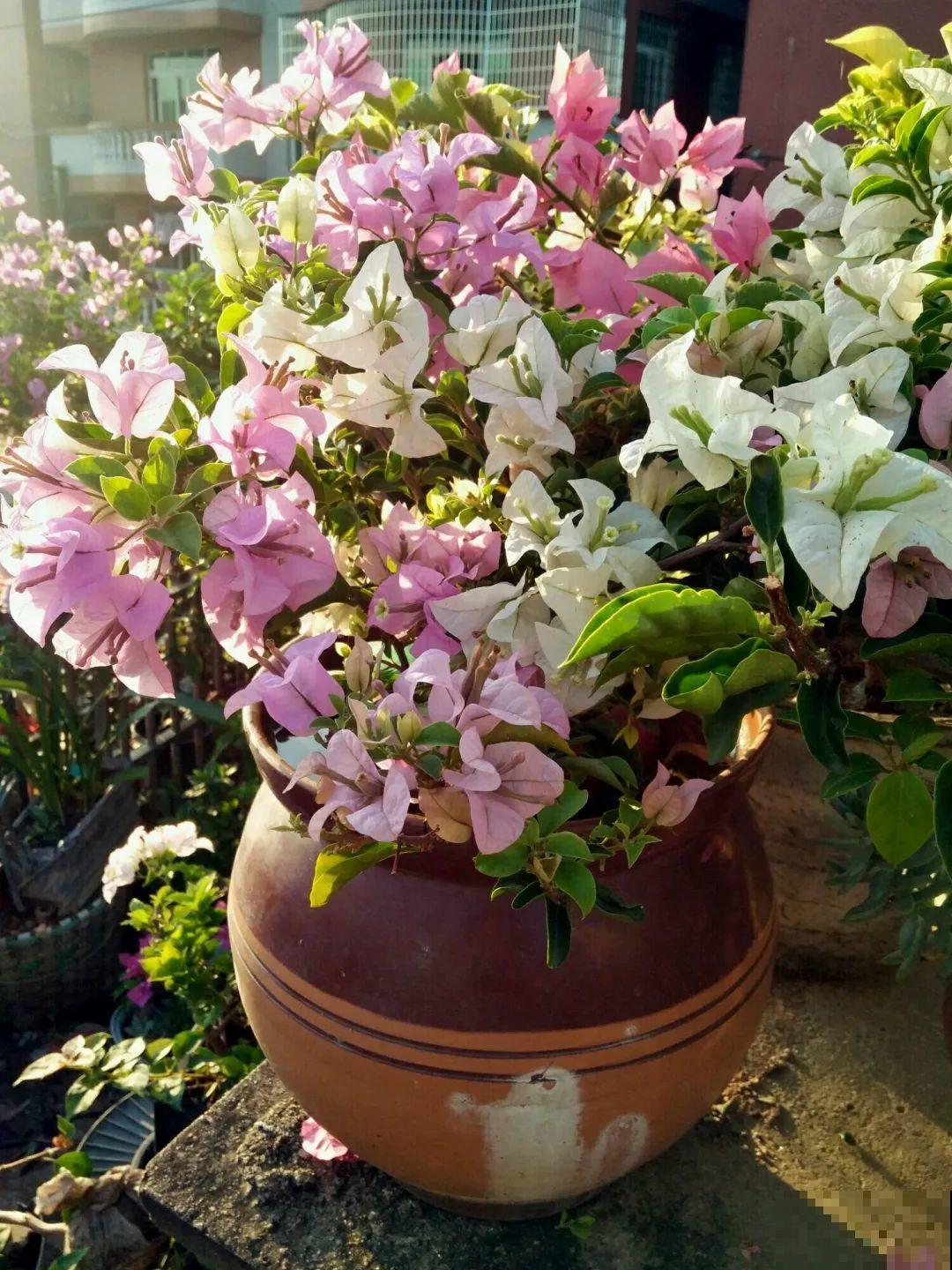 咸菜坛子先别丢,拿来养花,盆盆养成小树,太震撼 咸菜坛子先别丢,拿来养花,盆盆养成小树,太震撼