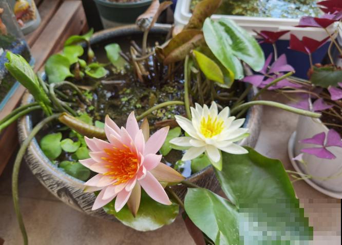 这花是佛教名花，出尘脱俗，见花保吉祥！