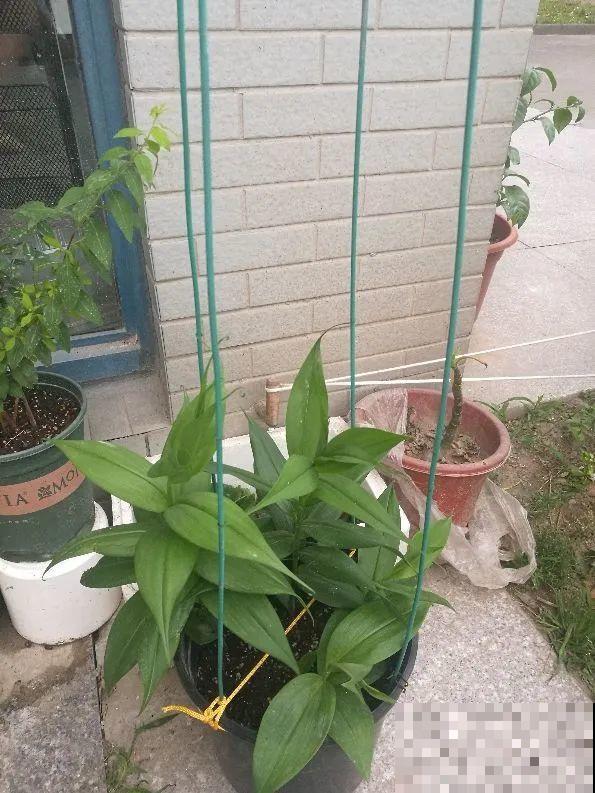 30种耐阴花，室内光照不佳，也能全年开花！