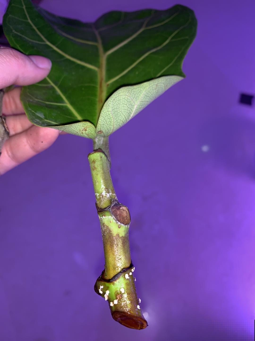 18种难养的花，把握一个点，就能起死回生！