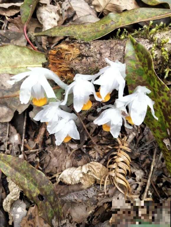 10种小众花，见过的人很少，开花比月季茉莉都美！