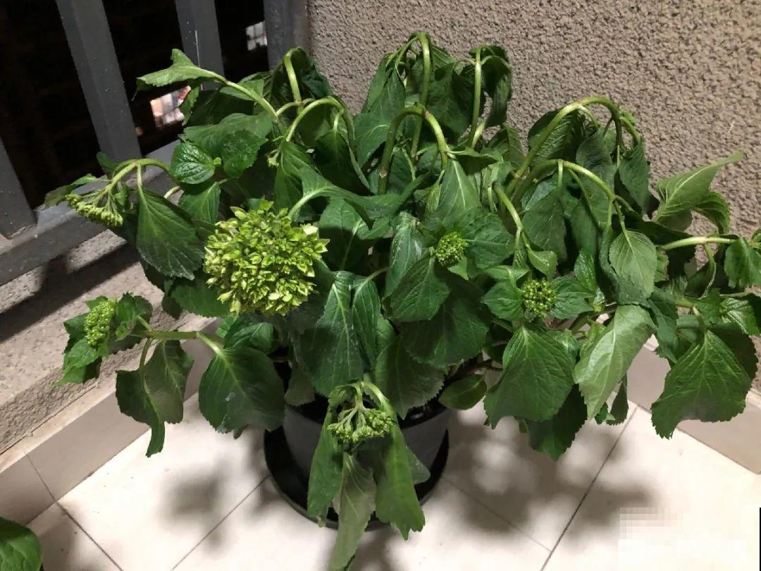 10种水有“毒”,夏天浇花,浇一盆死一盆! 10种水有“毒”,夏天浇花,浇一盆死一盆!